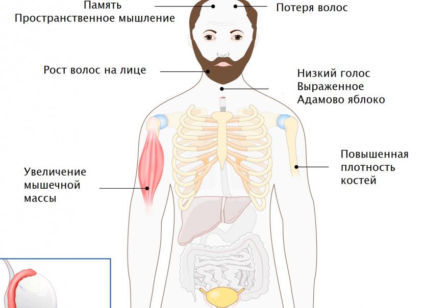 Анализ на тестостерон у мужчин — показания к назначению, правила подготовки и сдачи, расшифровка результатов
