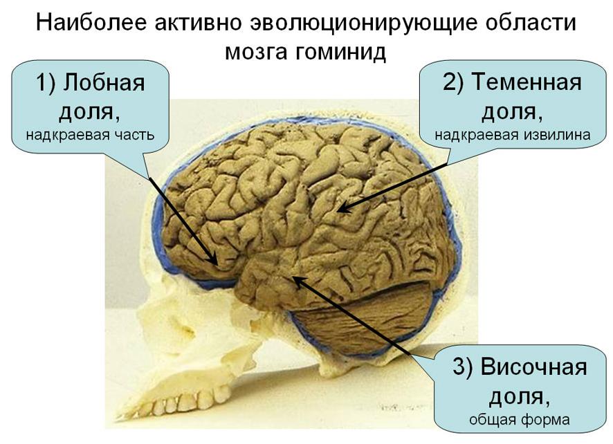 Лобные доли: анатомия и функции