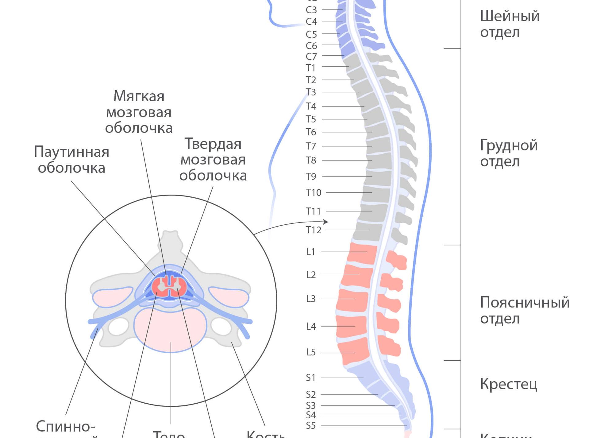 Спинной мозг и его основные функции