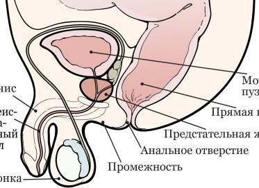 Альфузозин для предстательной железы: инструкция и отзывы