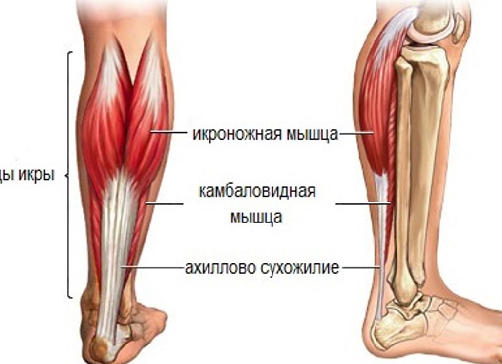 Из за чего могут болеть икры ног у мужчин?