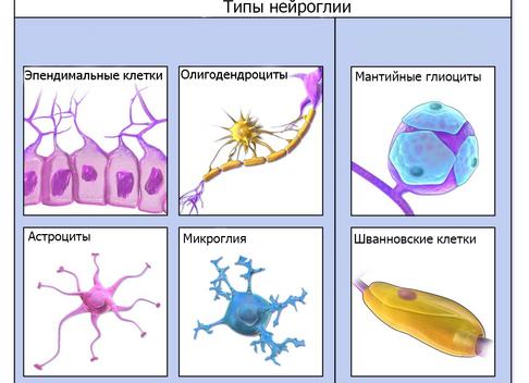 Нейроглия — строение и функции глиальных клеток