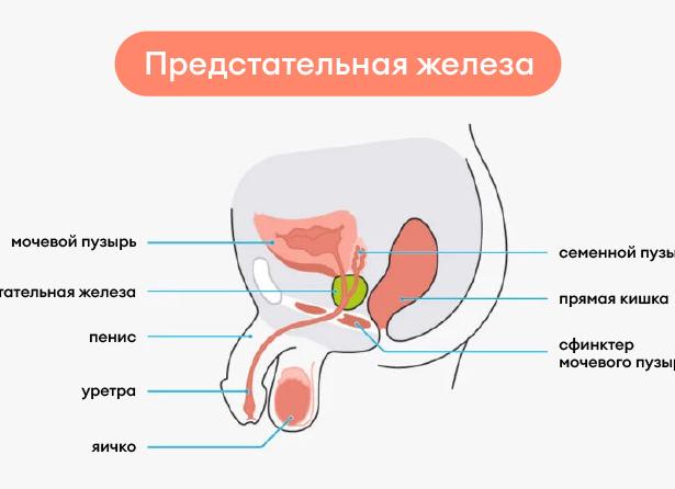 ТРУЗИ простаты — подготовка и показания к проведению процедуры