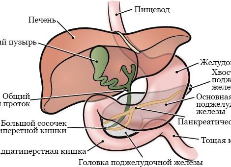 Желчный пузырь: все о важном органе