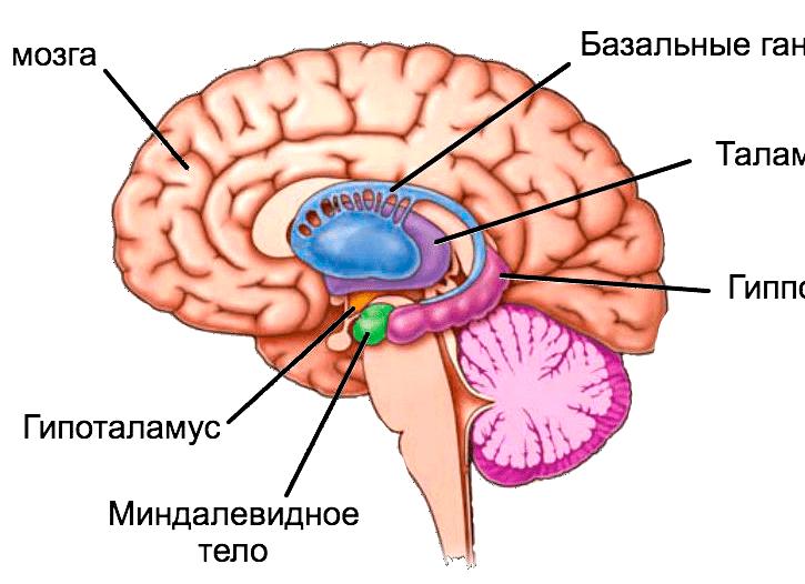Миндалевидное тело
