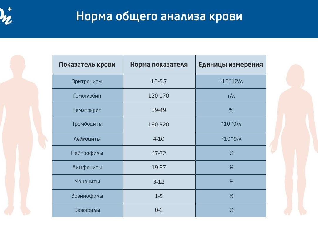Лимфоциты в крови — показатели нормы у детей и взрослых