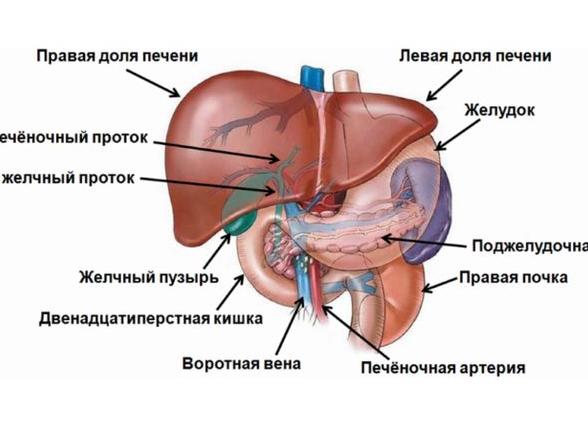 Где и как болит печень и что делать для лечения?