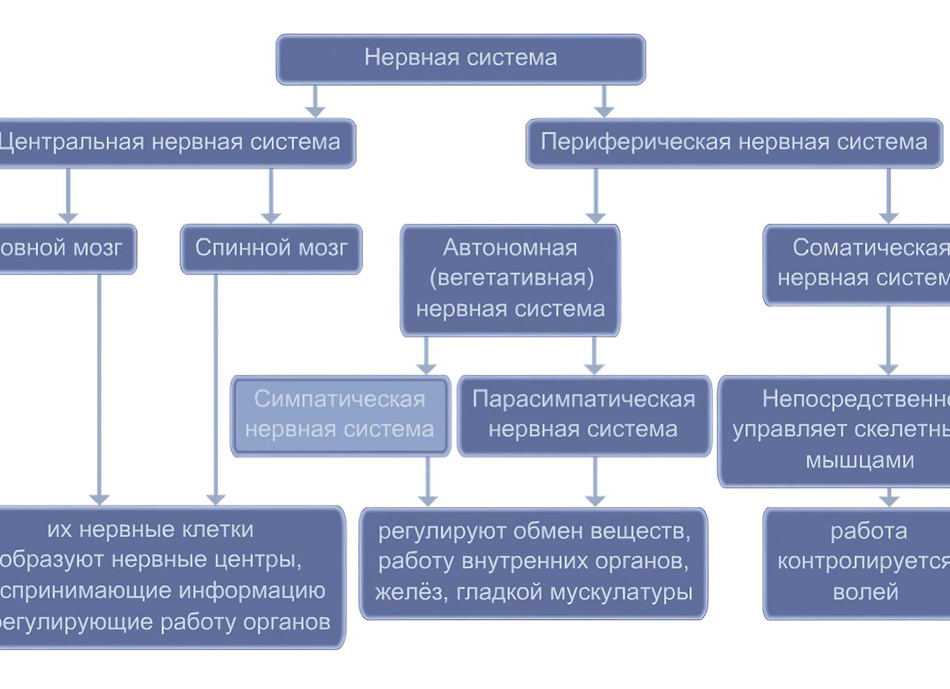 Ноотропные препараты – что это такое, показания к применению и цены