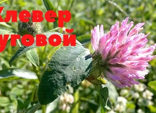 Клевер красный — лечебные свойства и противопоказания