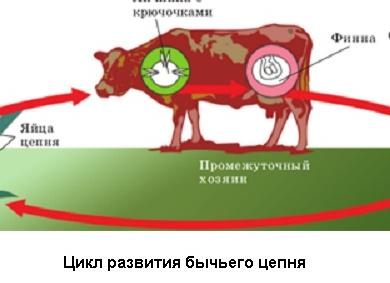 Симптомы заражения бычьим цепнем: особенности проявлений, характеристика и клинические аспекты кишечной инфекции