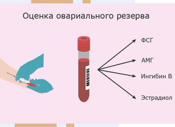 Анализ на тестостерон у женщин — показания и подготовка к проведению, расшифровка и показатели нормы