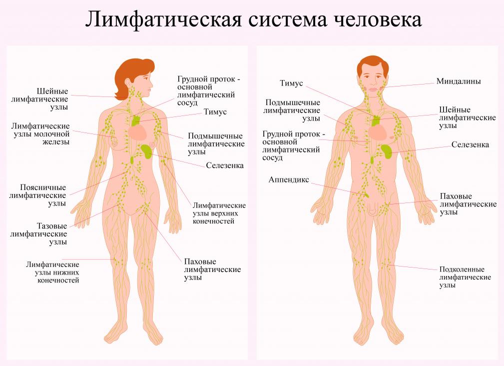Симптомы, лечение, прогноз и выживаемость при нейролейкозе