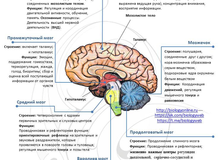 Конечный мозг — анатомия и функции