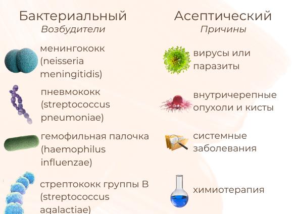 Менингококковый менингит: особенности симптоматики и терапии