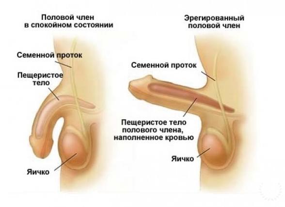 Половая дисфункция у мужчин — причины и лечение неприятного заболевания