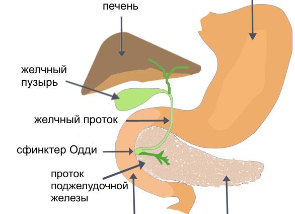 Что такое поджелудочная железа — строение, размеры и функции органа