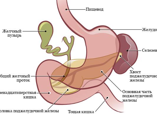 Что предпринять, если болит поджелудочная железа