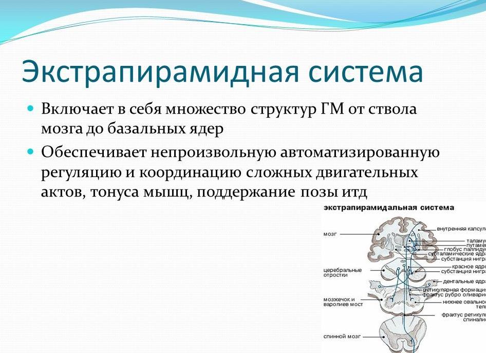 Экстрапирамидная система — основа сознательных действий