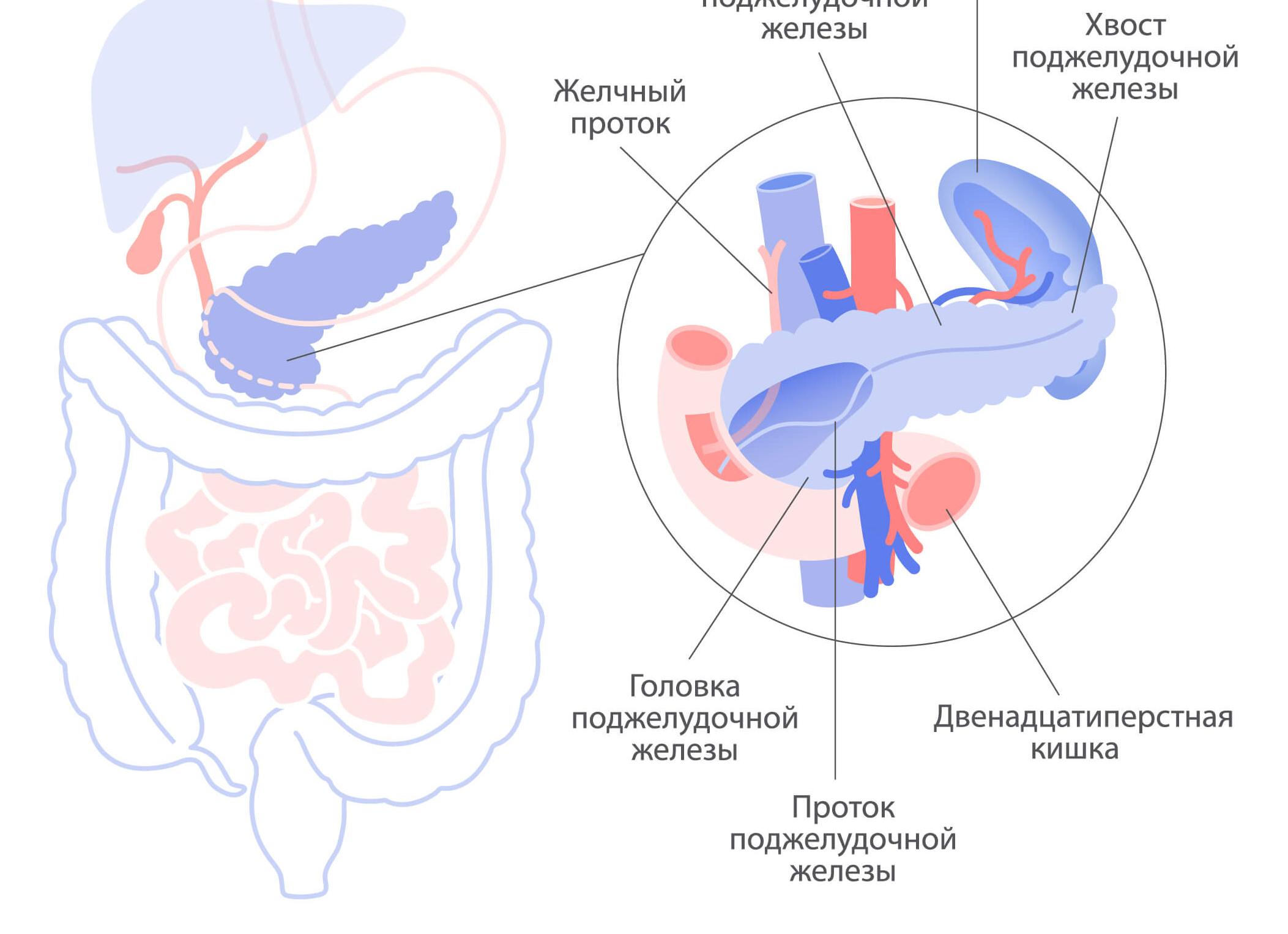 Как устроена поджелудочная железа?