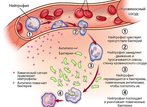 Паразиты — это патогенные микроорганизмы: основные характеристики, виды, клиническая картина и лечение
