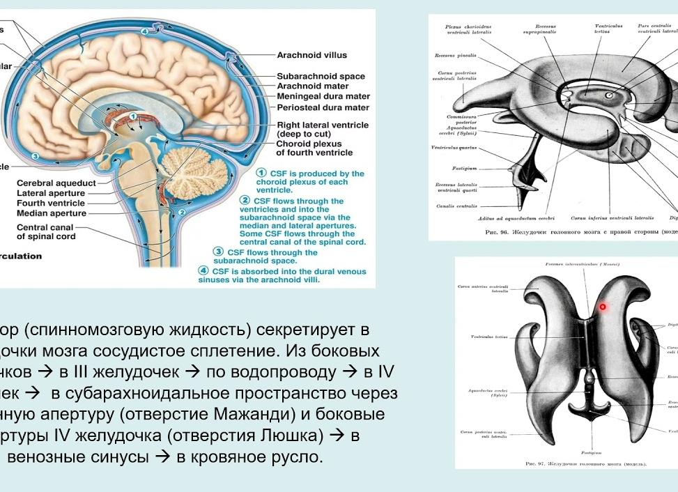 Анатомия цистерн головного мозга