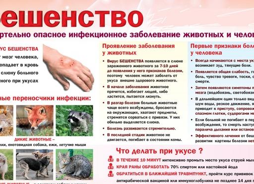 Первые признаки и симптомы бешенства у человека — видео зараженного человека