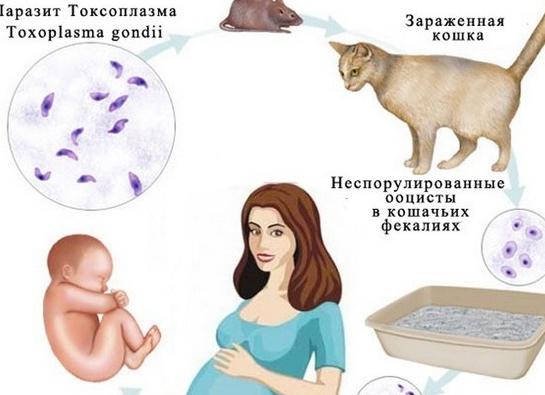 Токсоплазмоз — что это такое, пути заражения, симптомы у человека, анализы, лечение и профилактика