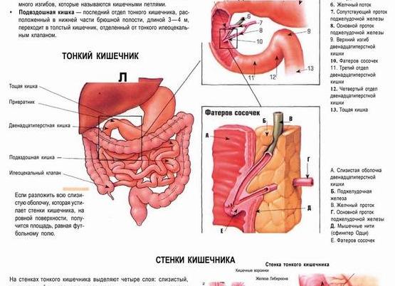 Отделы тонкого кишечника: особенности анатомии, структурные единицы и патологические нарушения