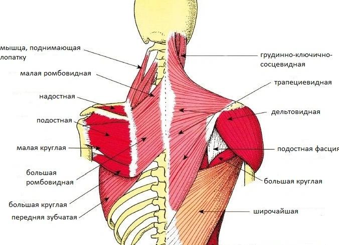 Почему болят мышцы спины и что можно предпринять