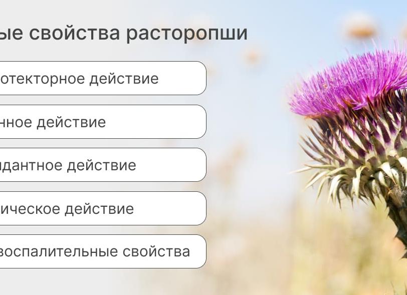 Расторопша – лечебные свойства и противопоказания, народные рецепты