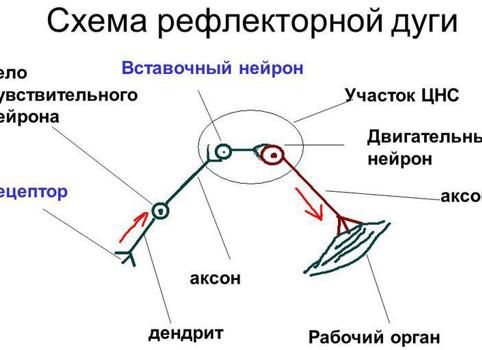 Образование рефлекторной дуги как реакция на раздражитель