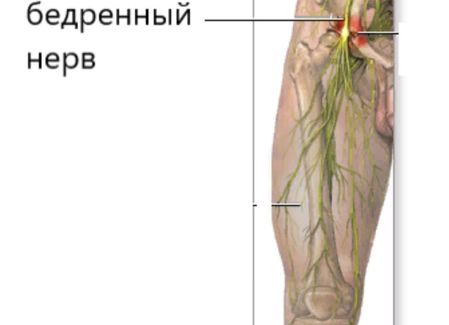 Бедренный нерв: анатомия, физиология, симптомы и лечение заболеваний
