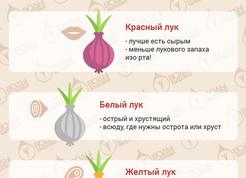 Какова польза и вред лука для здоровья организма?