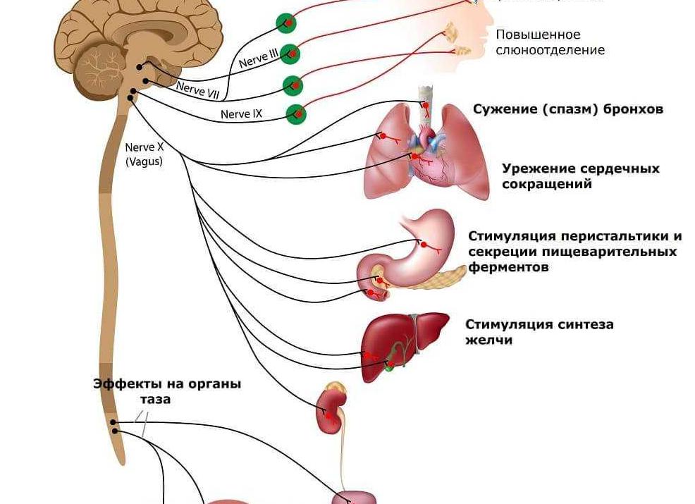 Ваготония — заболевание нервной системы