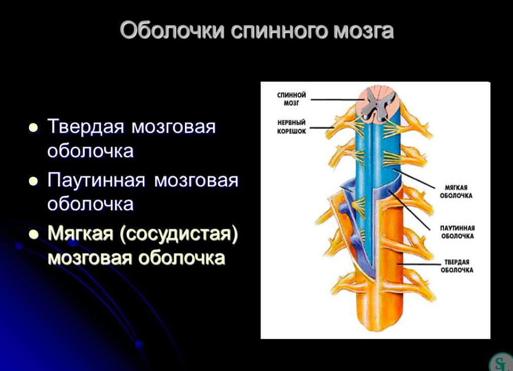 Важные функции твёрдой мозговой оболочки