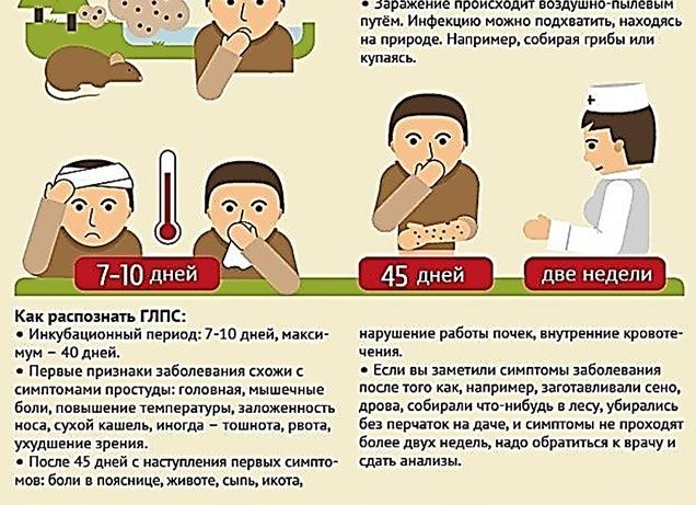 Последствия мышиной лихорадки у взрослых, детей — возможные осложнения
