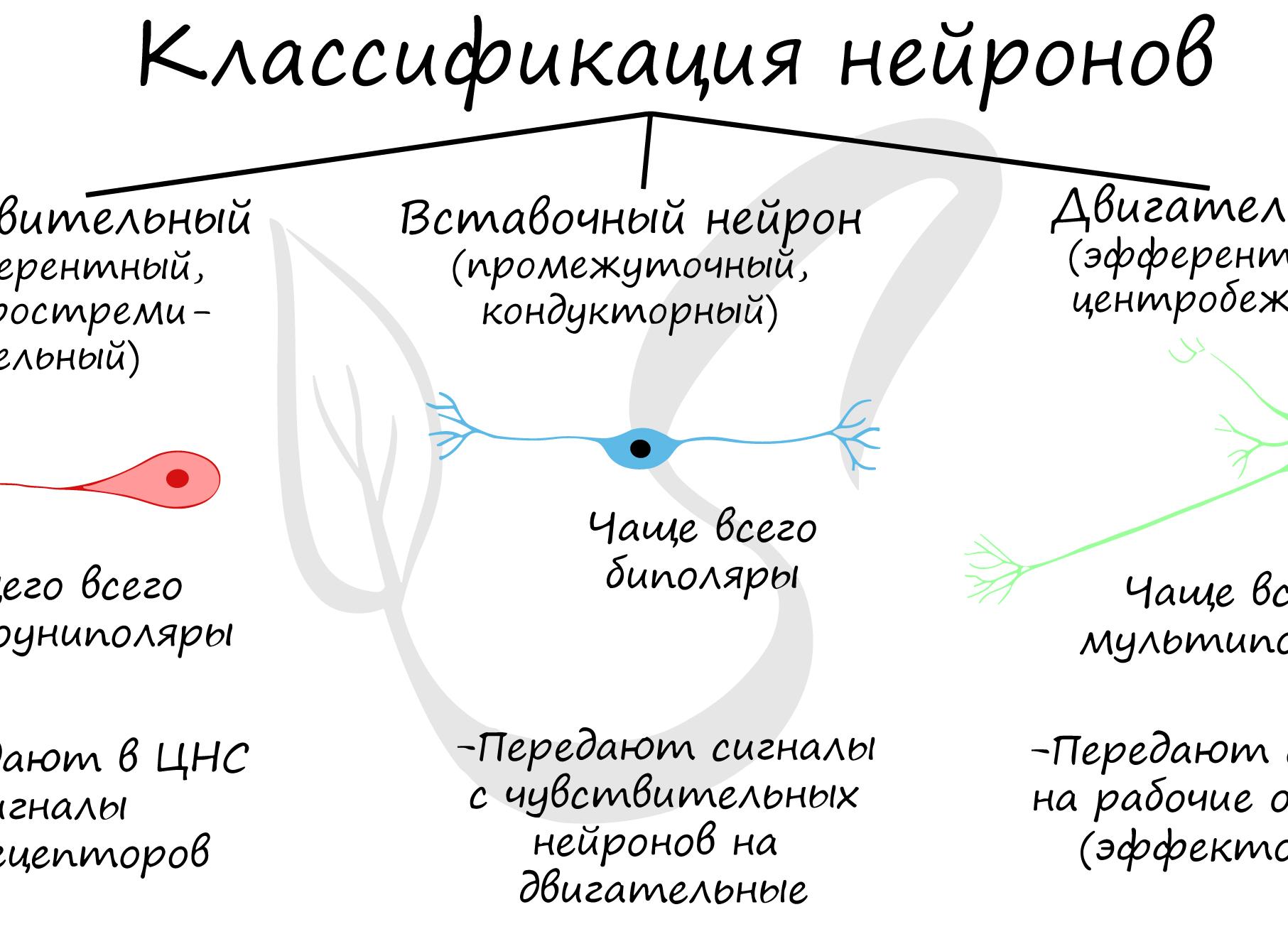 Где находятся вставочные нейроны, их функция в работе головного и спинного мозга