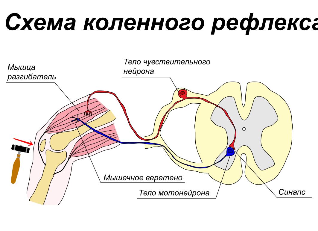 Как проверить коленный рефлекс и почему он выпадает?