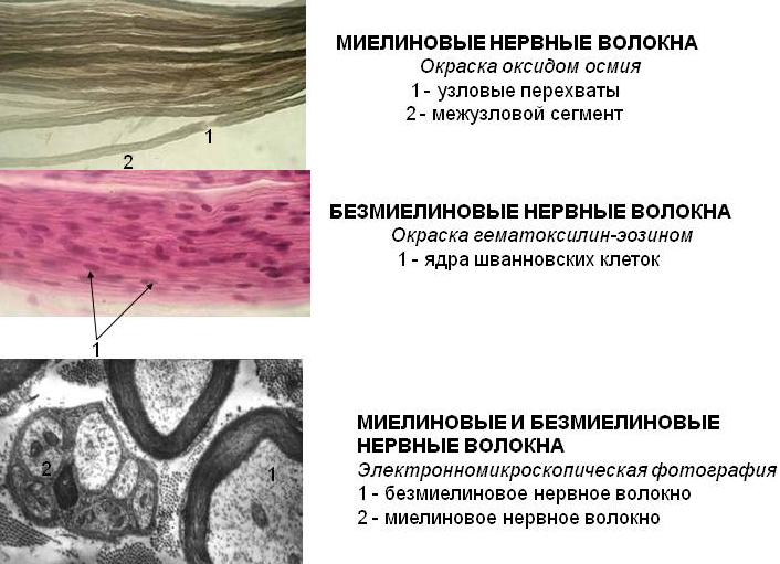 Функции нервного волокна