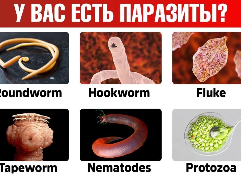 Как обнаружить и устранить лямблии в печени: основные симптомы и лечение