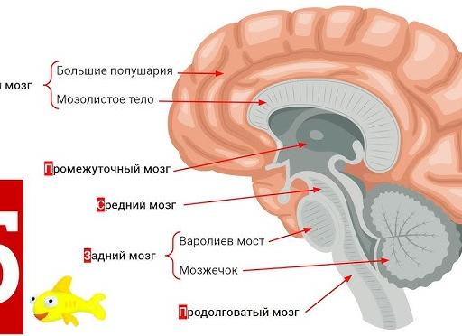Все про мозолистое тело: функции, анатомия и заболевания