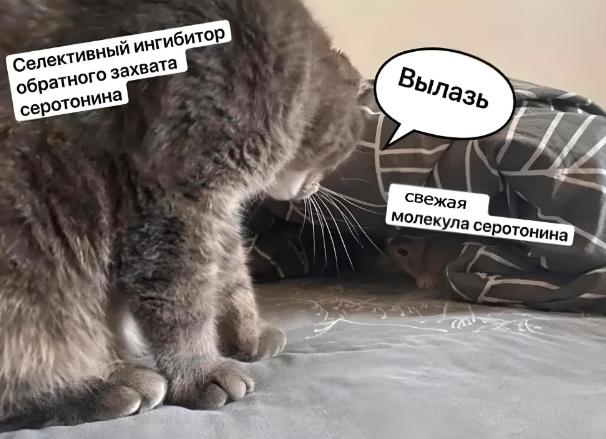 Селективные ингибиторы обратного захвата серотонина: ТОП-10 лучших и полный список