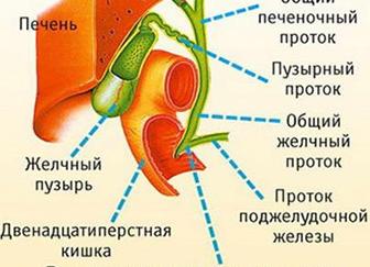 Застой в желчном пузыре — причины возникновения, симптомы, диагностика, лечение и профилактика