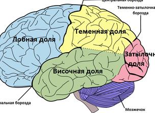 Височная доля головного мозга