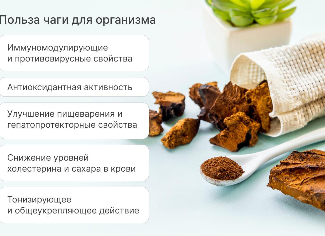 Чага – полезные свойства и применение в народной медицине