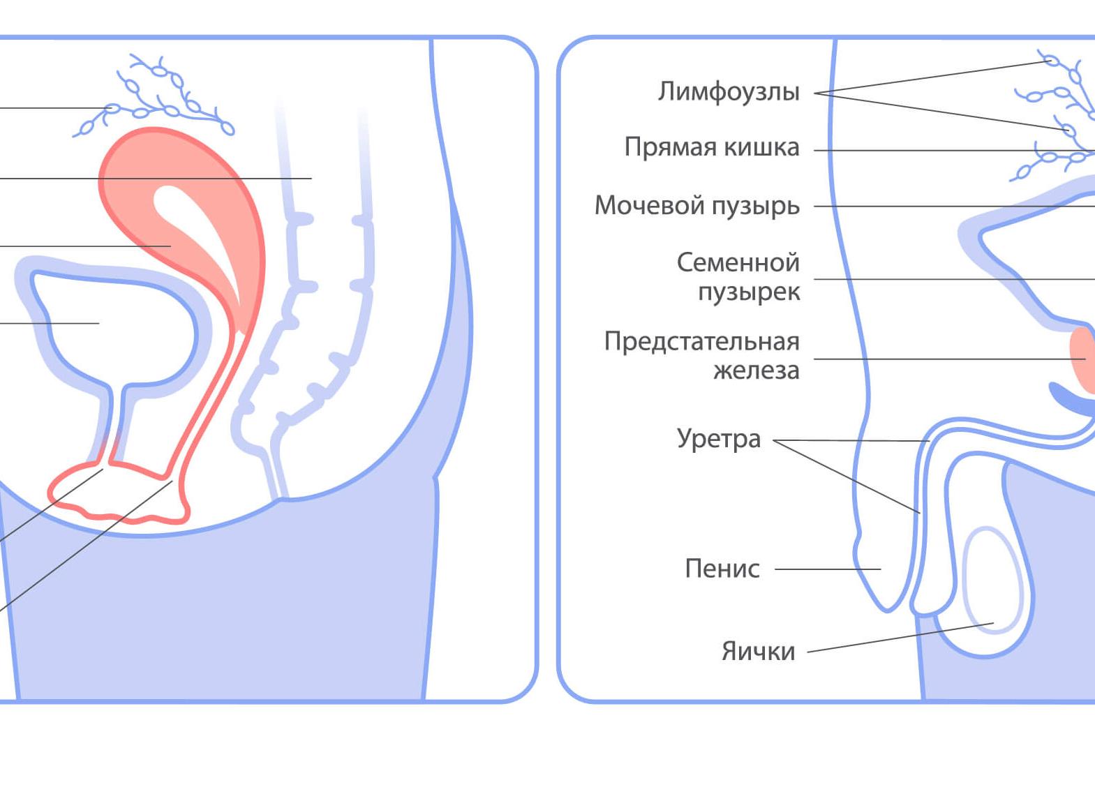 Особенности расположения и строения мочевого пузыря