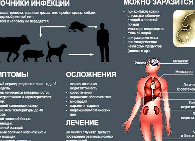 Каким путем передается менингит различных форм и заразен ли он?