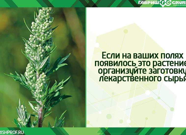 Полынь обыкновенная — лечебные свойства и противопоказания, применение в народной медицине